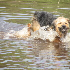 Hondenfoto van liesbeth,Turbo,Luna, Levi en Faith