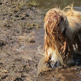 Hondenfoto van liesbeth,Turbo,Luna, Levi en Faith