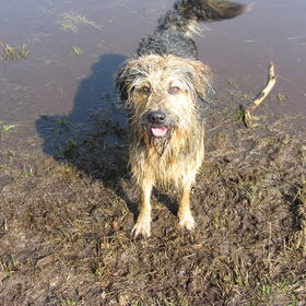Hondenfoto van liesbeth,Turbo,Luna, Levi en Faith