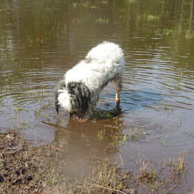 Hondenfoto van liesbeth,Turbo,Luna, Levi en Faith