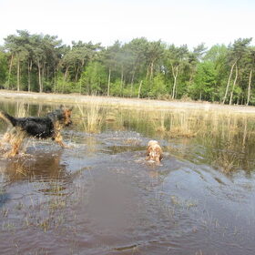 Hondenfoto van liesbeth,Turbo,Luna, Levi en Faith