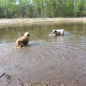 Hondenfoto van liesbeth,Turbo,Luna, Levi en Faith