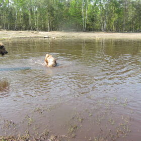 Hondenfoto van liesbeth,Turbo,Luna, Levi en Faith