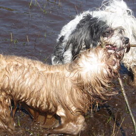 Hondenfoto van liesbeth,Turbo,Luna, Levi en Faith