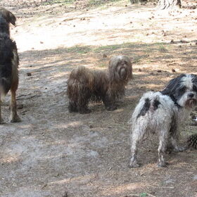 Hondenfoto van liesbeth,Turbo,Luna, Levi en Faith