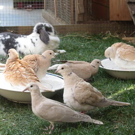 Hondenfoto van liesbeth,Turbo,Luna, Levi en Faith