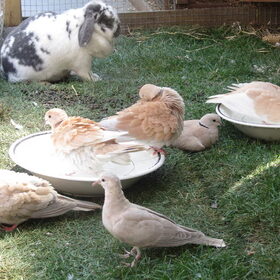 Hondenfoto van liesbeth,Turbo,Luna, Levi en Faith