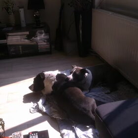 Hondenfoto van Shanti & Kylo