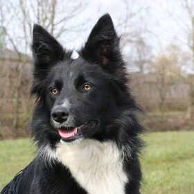 Hondenfoto van Border Collie kennel "At your Service"