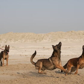 Hondenfoto van De Mecheltjes clan