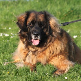 Hondenfoto van team Shadow