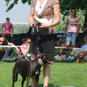 chyva 3e geworden van de classic pitbull 9 tot 18 mnd