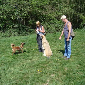 wandeling stichting hulphond