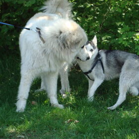 wandeling stichting hulphond
