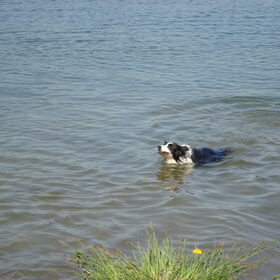 wandeling stichting hulphond