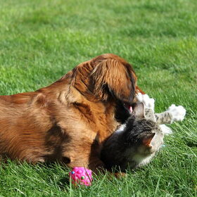 Thinka en ollie
