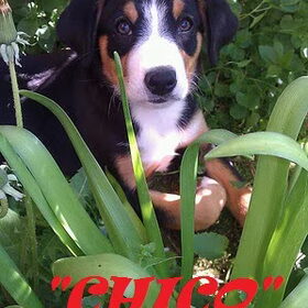 "Chico" oefent voor commando!!!