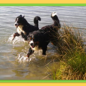 heerlijk rennen in het water .