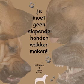 Hondenfoto van patricia,  *Spikey* Nino & Lola