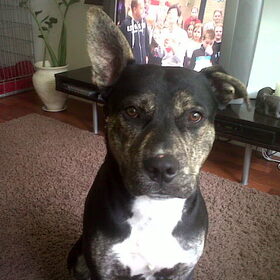 1 oor omhoog en 1 oor hangend :P dat is onze Rufus!