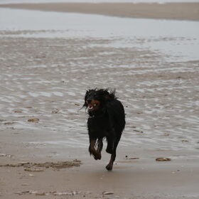 1ste keer los op het strand...., jippie!!!