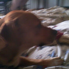 Raico