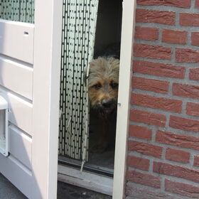 Hondenfoto van liesbeth,Turbo,Luna, Levi en Faith