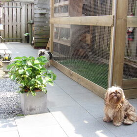 Hondenfoto van liesbeth,Turbo,Luna, Levi en Faith