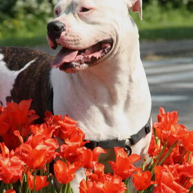 Knappe Flex!