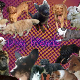 Dog friends