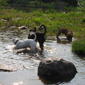 Hondenfoto van Kenny*Melissaa*Rufus (L)