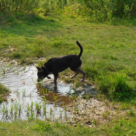 Hondenfoto van Kenny*Melissaa*Rufus (L)