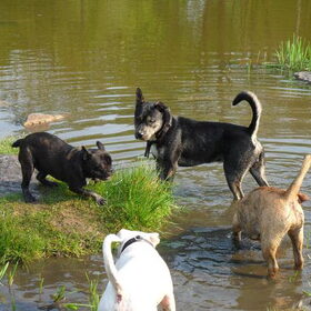 Hondenfoto van Kenny*Melissaa*Rufus (L)