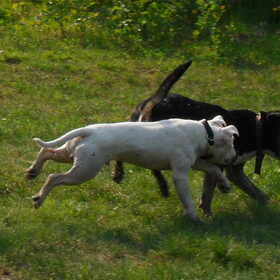 Hondenfoto van Kenny*Melissaa*Rufus (L)