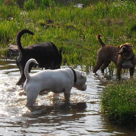 Hondenfoto van Kenny*Melissaa*Rufus (L)