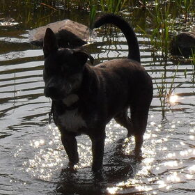 Hondenfoto van Kenny*Melissaa*Rufus (L)