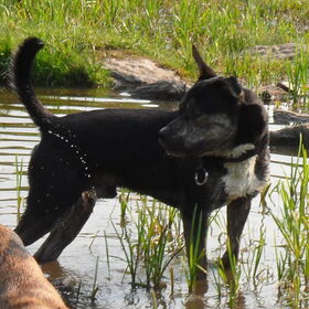 Hondenfoto van Kenny*Melissaa*Rufus (L)