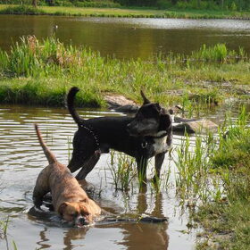 Hondenfoto van Kenny*Melissaa*Rufus (L)