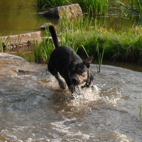 Hondenfoto van Kenny*Melissaa*Rufus (L)