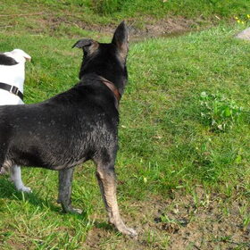 Hondenfoto van Kenny*Melissaa*Rufus (L)