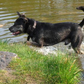 Hondenfoto van Kenny*Melissaa*Rufus (L)
