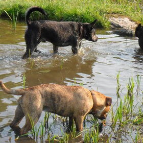 Hondenfoto van Kenny*Melissaa*Rufus (L)