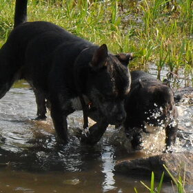 Hondenfoto van Kenny*Melissaa*Rufus (L)