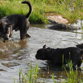 Hondenfoto van Kenny*Melissaa*Rufus (L)