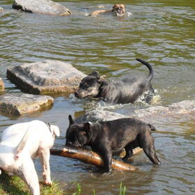 Hondenfoto van Kenny*Melissaa*Rufus (L)