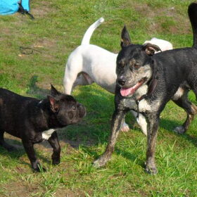Hondenfoto van Kenny*Melissaa*Rufus (L)