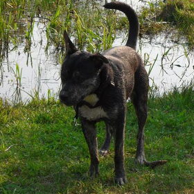 Hondenfoto van Kenny*Melissaa*Rufus (L)
