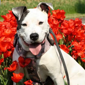 tulpen Lady