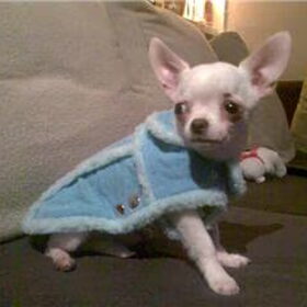 Lieve Valentino