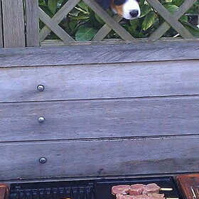 The BBQ Master!!!